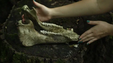 Female hands twisting the skull of a dead horse Stock Footage 112087652