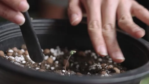 Female hands uses small plastic shovel digging, oxygenate the seedling root Stock Footage 156956443