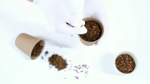 Female hands in white gloves hold a flower pot with earth and seeds on a white Stock Footage 201795646