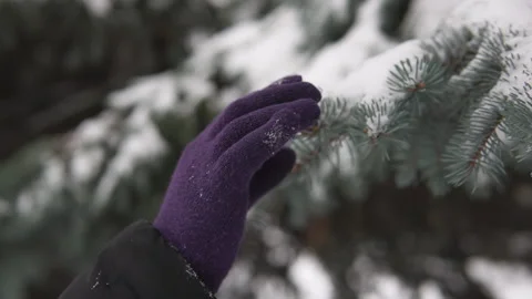 Female hands in winter gloves touch a snow-covered spruce branch. Vídeo Stock 148644189