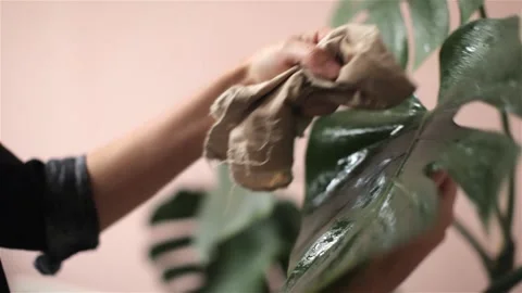 Female hands wipe the leaves of the monstera plant with a rag Stock Footage