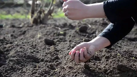 Female hands working the land Stock Footage 69780659