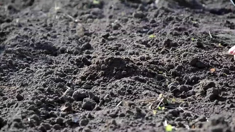 Female hands working the land Stock Footage 69788688