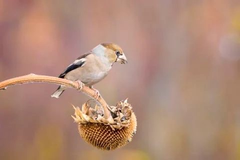 Female hawfinch Stock Photos