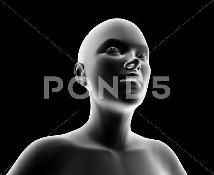 Female head and shoulders, artwork Stock Illustration