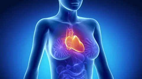 Female HEART anatomy in blue x-ray loop Stock Footage