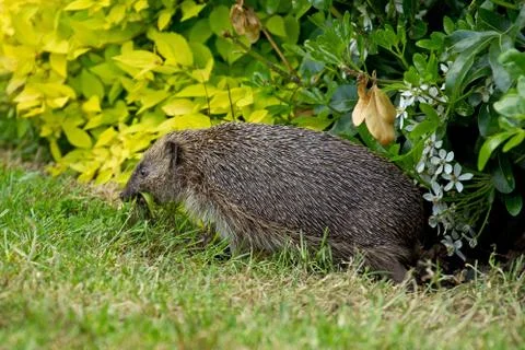 Female hedgehog Stock Photos