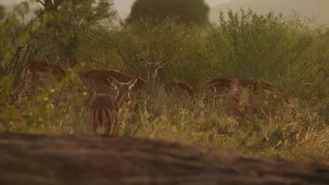Female herd of Impala grazing in tall grass in sunrise Video stock 310971553