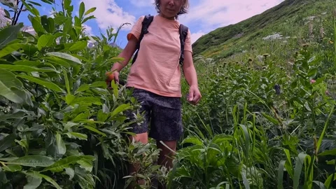 Female hiker walking in front view through dense alpine vegetation Stock Footage 343775593