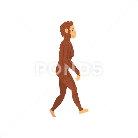 Female Homo Erectus, Biology Human Evolution Stage, Evolutionary ...