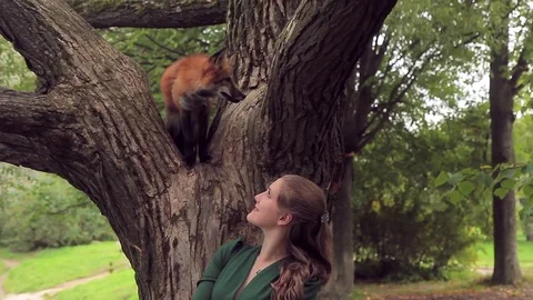 Female hostess walking fox in park outdoors. red, wild pet sitting Stock Footage 80610830