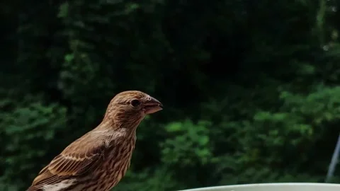 Female House Finch Eating from Bowl then Flying Away Stock Footage 202077051