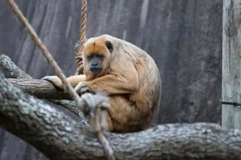 Female Howler Monkey Stock Photos