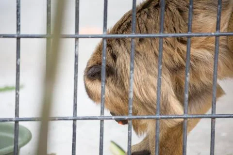 Female Howler Monkey Stock Photos