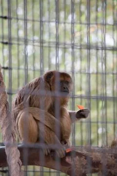 Female Howler Monkey Stock Photos