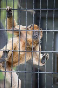 Female Howler Monkey Stock Photos