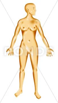 Female human anatomy standing Stock Illustration