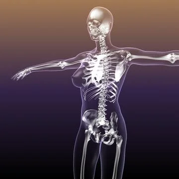 Female Human Skeleton with Body transparent 3D Model