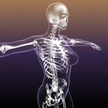 Female Human Skeleton with Body transparent ~ 3D Model #60659918