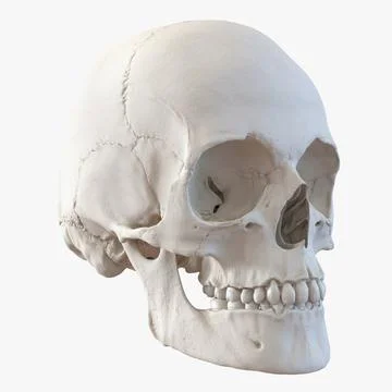 Female Human Skull 3D Model