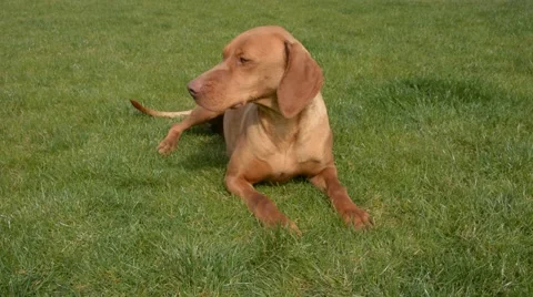 Female hungarian vizsla pointer Video stock 60264552