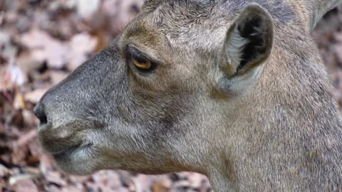 A female ibex Stock Footage 277221810