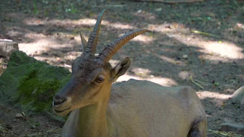 A female ibex is resting  Stock Footage 249734259