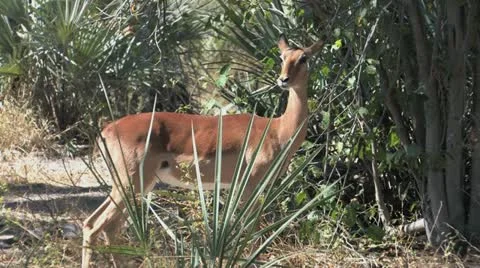 Female Impala Video stock 22299946