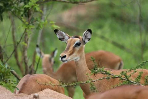 A female Impala looking at camera 库存照片