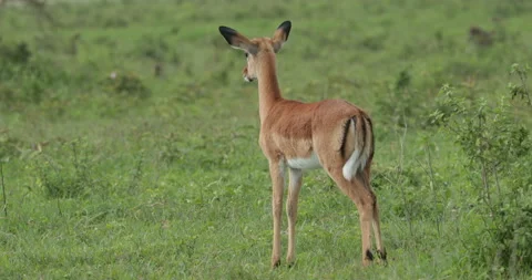 Female impala preening Stock Footage 138125833
