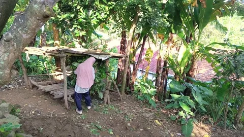 A female Indonesian farmer unloading a large bundle of fresh green Video stock 335019221