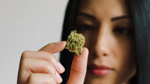Female inspecting cannabis bud tightClip9 Stock Footage