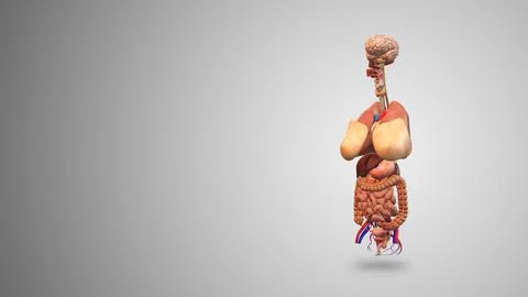 Female Internal Organs with gradient background イラスト素材