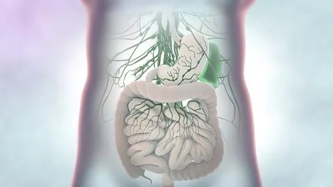 Female internal organs Stock Illustration