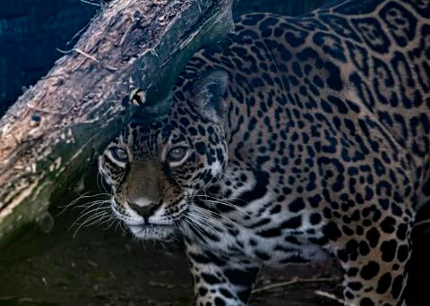 Female Jaguar in captivity Stock Photos