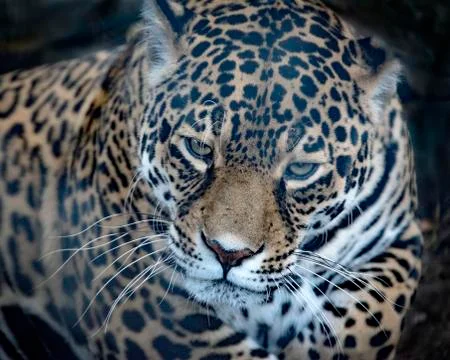 Female Jaguar in captivity Stock Photos