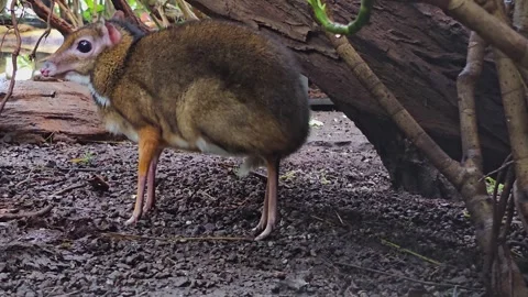 A female Java mouse-deer Video stock 269894019