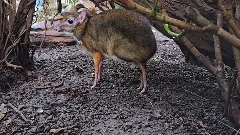 A female Java mouse-deer Stock Footage 269899550