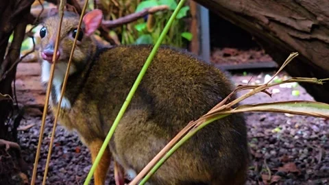 A female Java mouse-deer Stock Footage 277364986