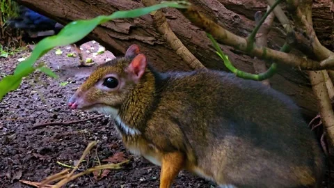 A female Java mouse-deer 動画素材 277382333