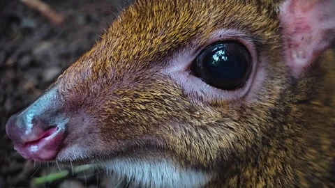 A female Java mouse-deer head Stock Footage 275546393