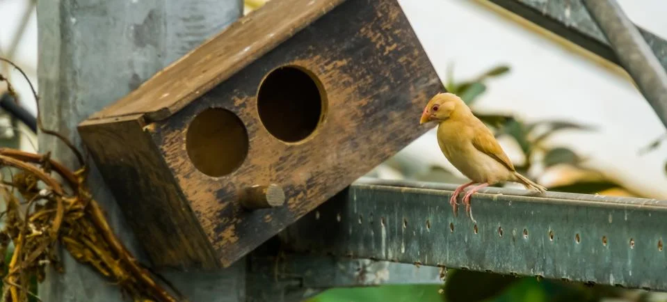 Female java rice sparrow sitting on a metal beam in the aviary, popular tropi Stock-Fotos