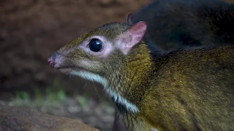 A female javan mouse deer Stock Footage 277082605