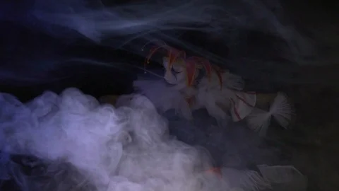 Female jester with a red hat on her head and amazing makeup is sitting in the Stock Footage 104648722