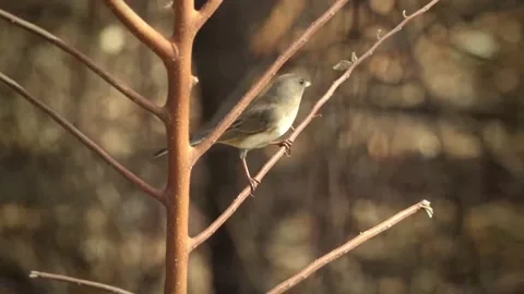 Female junco in slow motion shallow focus looks directly into the camera twice Vídeo Stock 170739239