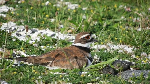 A female Killdeer Lying on Eggs Stock Footage 130614824