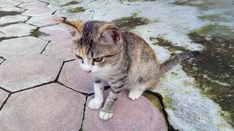 The female kitten is facing forward. kitten looking around Stock Footage 271166388