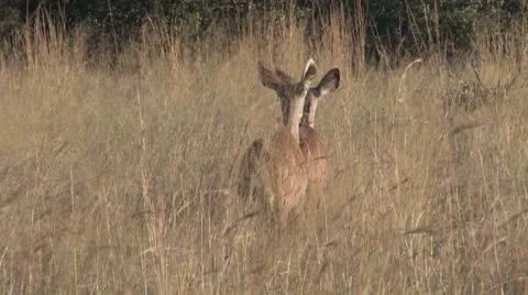 Female Kudus Walking Off Stock Footage 8991115