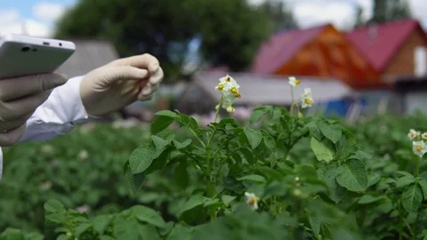A female lab technician studies the growth of potatoes on an experimental site. Stock Footage 94065375