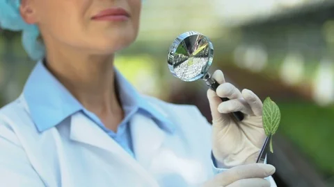 Female lab worker looking at green leaf through magnifying glass, research Stock-Footage 118910165